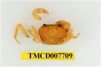 藏品(藍灰澤蟹)的圖片